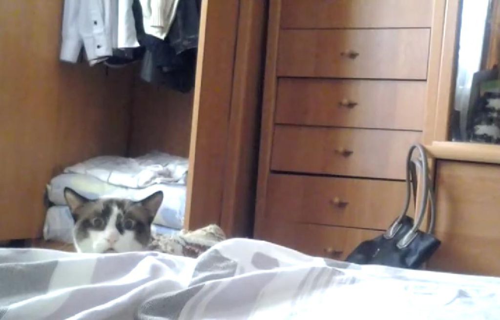 Watch Cat Run 2 Dailymotion