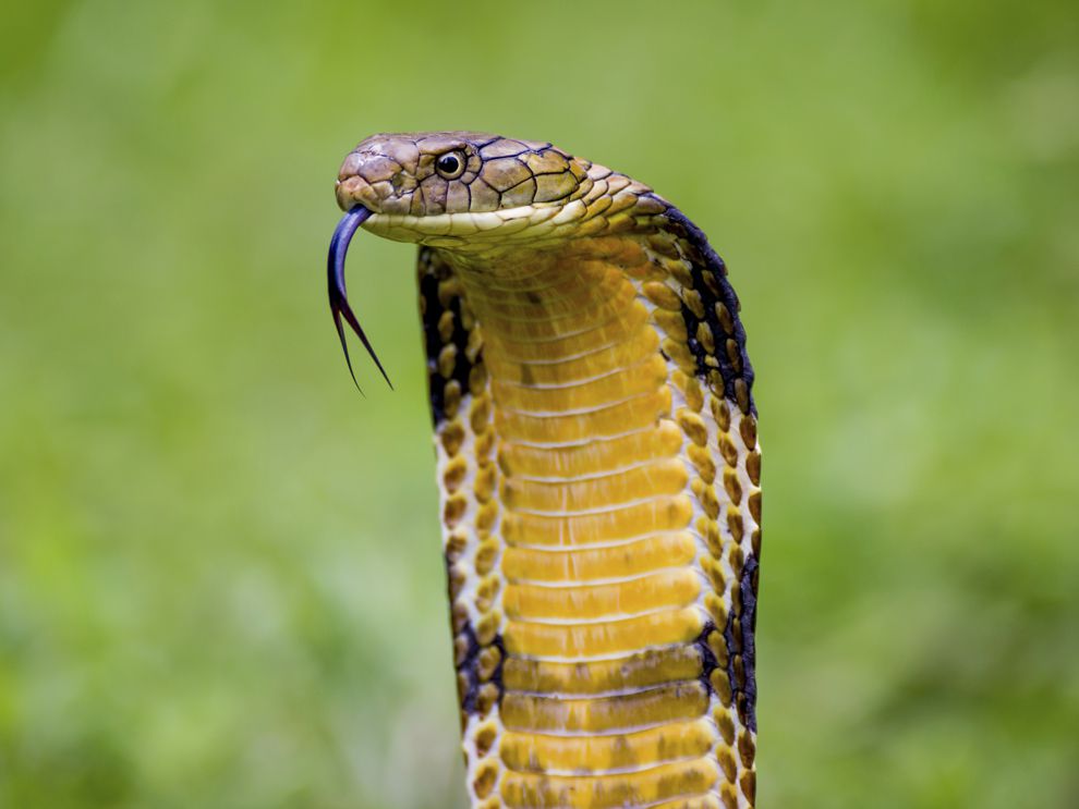 Watch King Cobra Mediafire