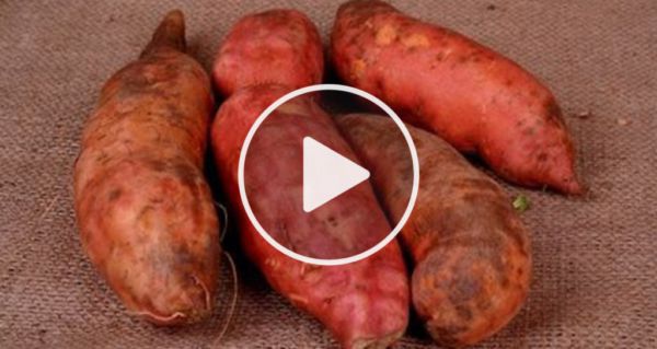 This Toxic Vegetable Is The No. 1 Danger In Your Diet