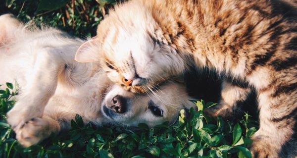 Herbs You'll Need to Keep Your Pets Away From