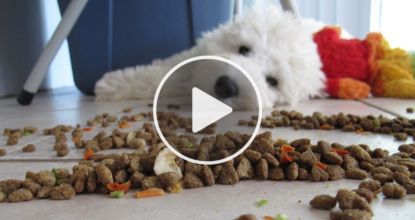 3 Toxic Foods For Dogs: The One Meat You Should Never Feed Your Dog