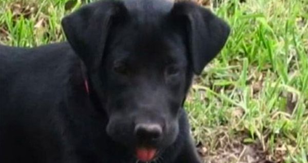 15-Year-Old Deaf Dog Named Zoey Had Been Trapped For Two Days