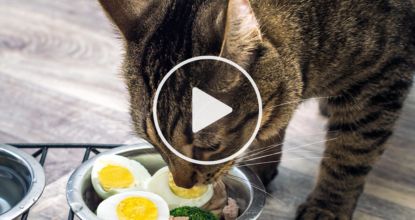 3 Toxic Foods For Cats — One Meat You Should Never Feed Your Cat